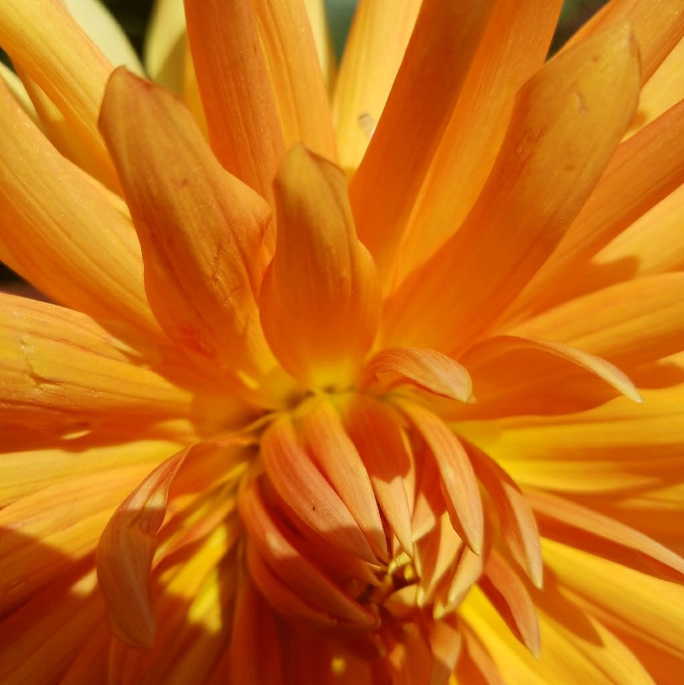 Meet your Posher, Ivy